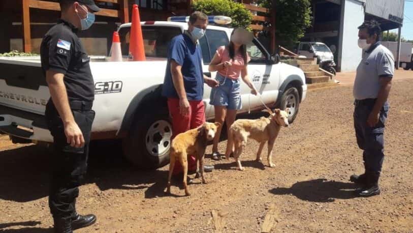Campo Grande: notificaron a un hombre por maltrato animal