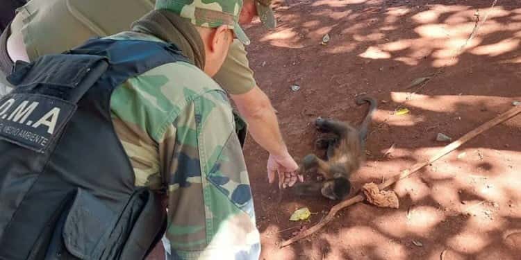 Rescataron a un “mono caí” que llevaba 5 años en cautiverio