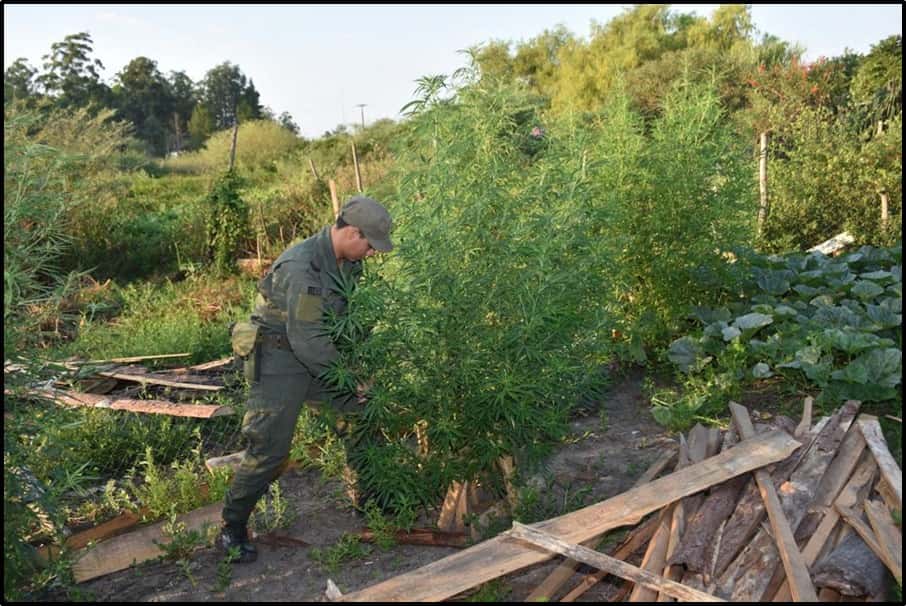Corrientes: en un allanamiento secuestraron más de 20 kg de marihuana