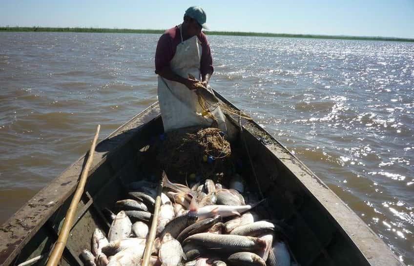 La cuenca del Paraná batió récord mundial de nivel de agroquímicos en los peces