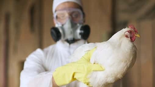Corrientes: SENASA despliega operativo para evitar la propagación de gripe aviar