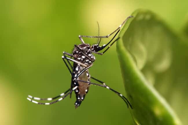 La provincia confirmó cinco casos de dengue