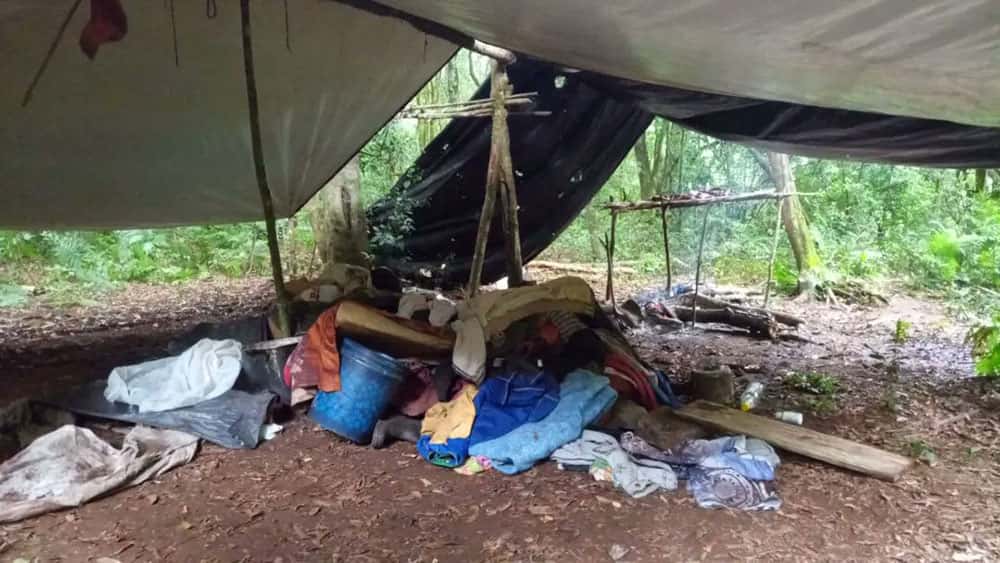 Destruyeron 17 campamentos de caza furtiva en el Parque Urugua-í