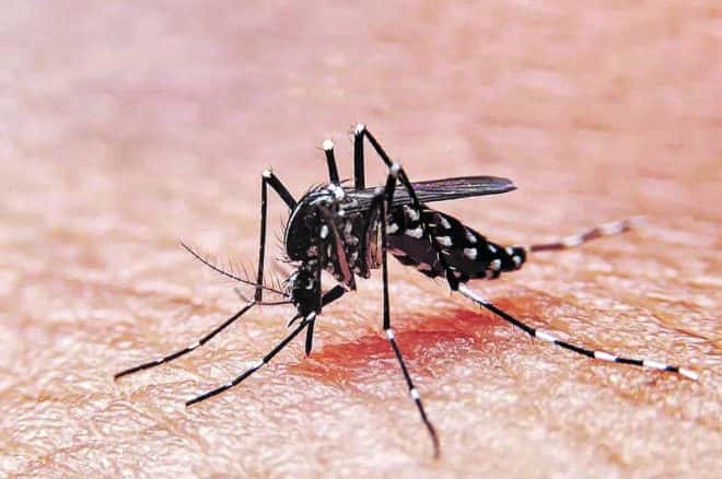 Misiones notificó 61 casos autóctonos de dengue
