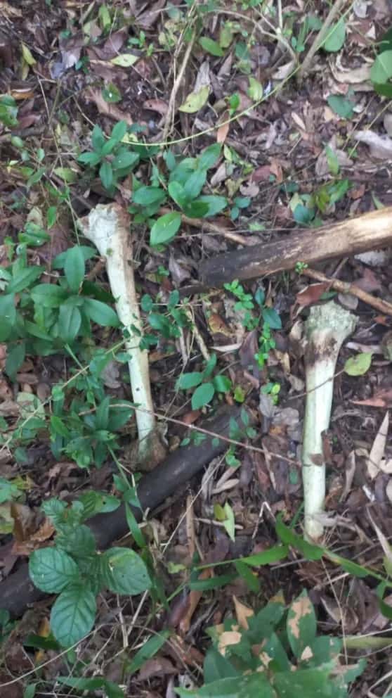 Hallazgo de huesos en Jardín América: se realizan pruebas forenses para determinar si son humanos