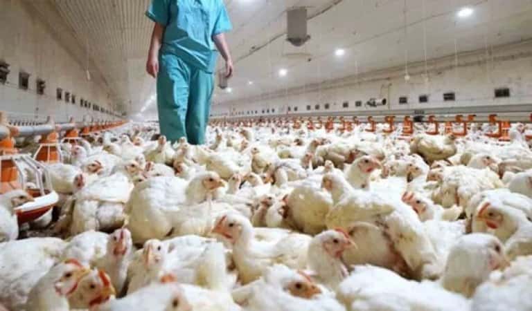 Argentina fue declarada “país libre de influenza aviar” y volverá a exportar a Europa