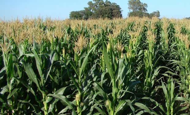 Misiones | Desarrollan un maíz que resiste al clima