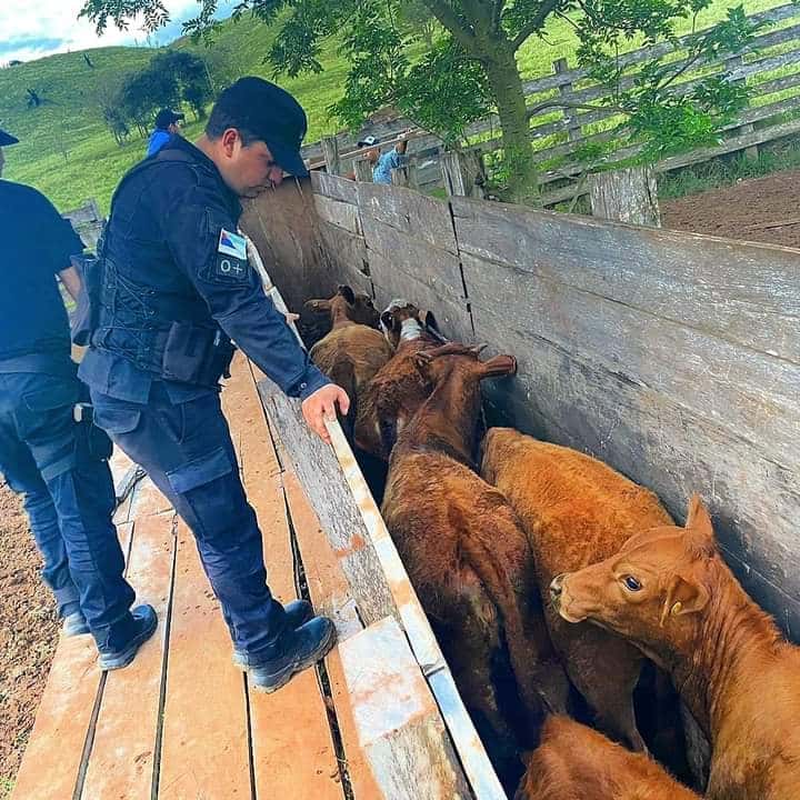 Irigoyen | Le robaron 27 cabezas de ganado y las encontró en la chacra de su vecino