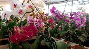 Montecarlo | Ya están disponibles las entradas anticipadas y precios de acceso para la Fiesta Nacional de la Orquídea
