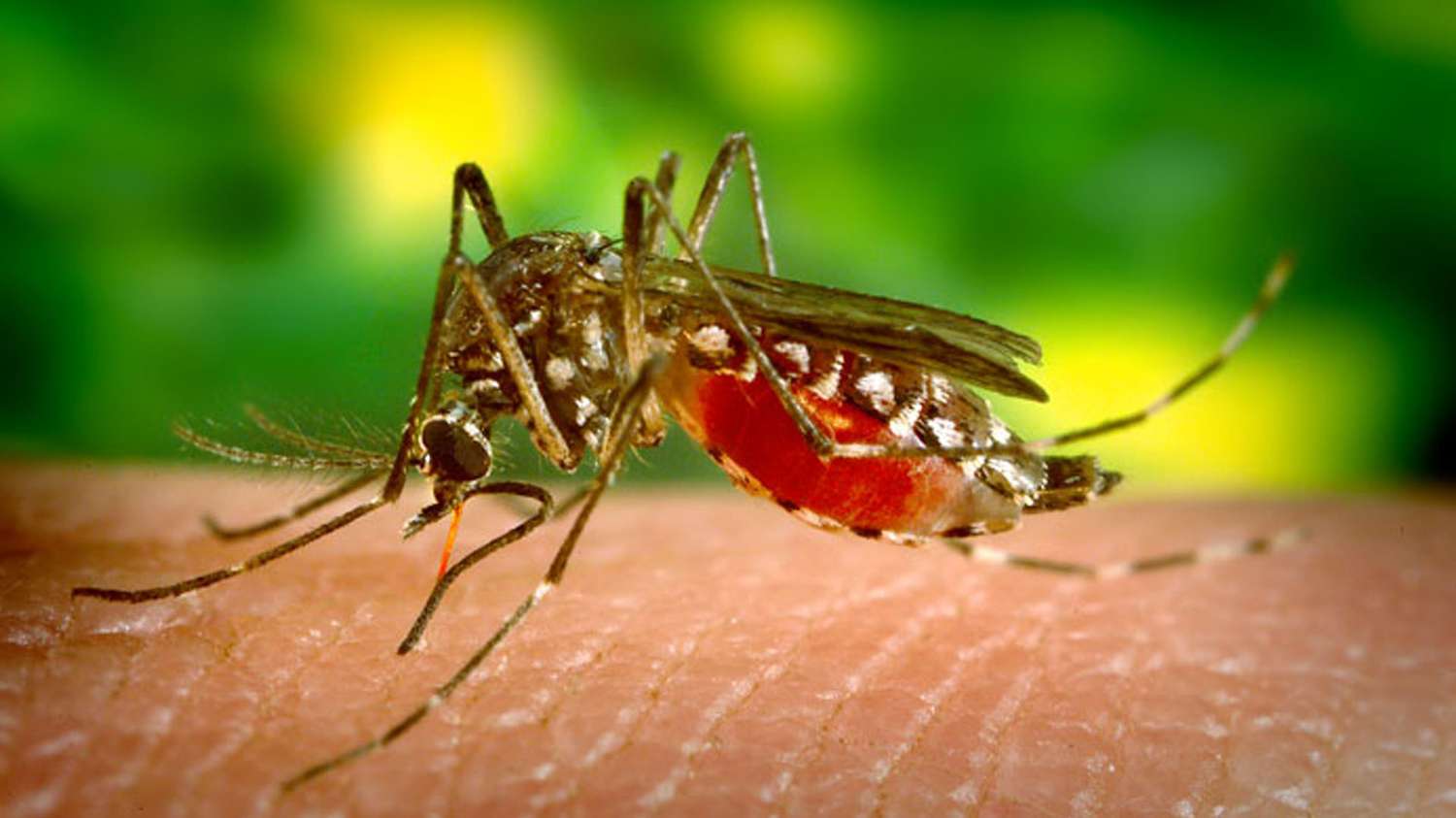 Misiones registra 124 nuevos casos de dengue en una semana