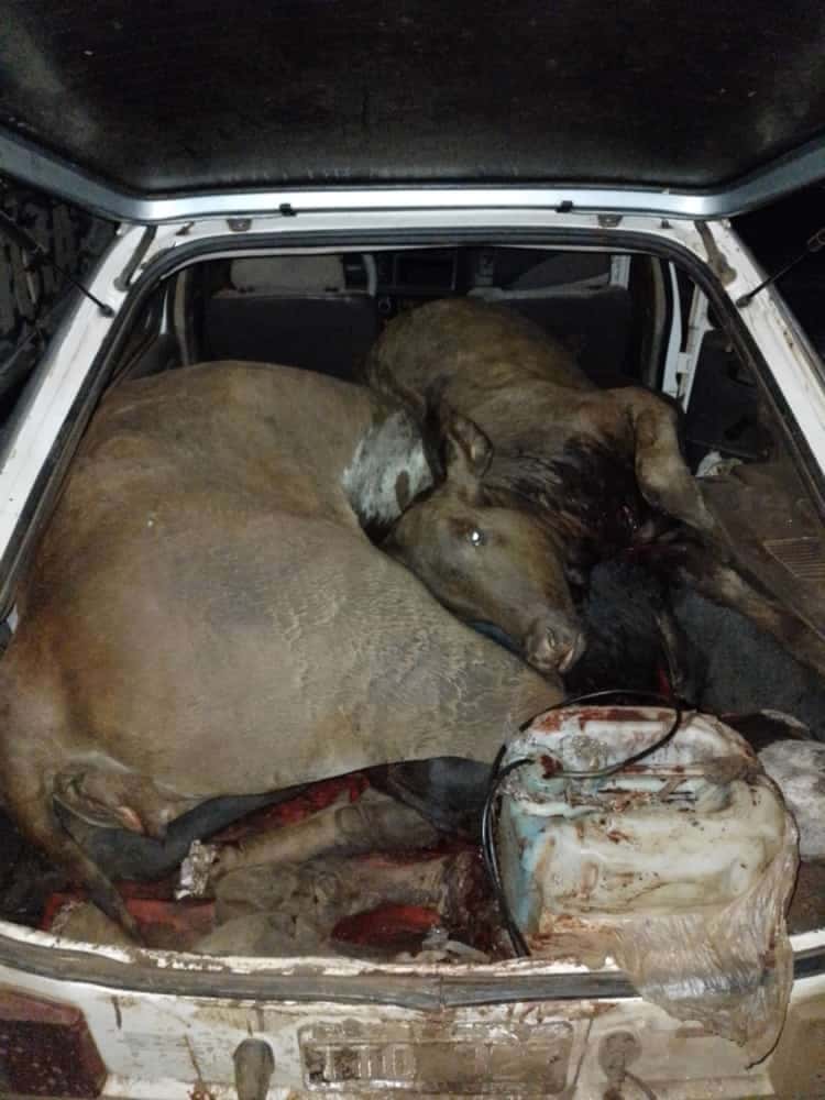 Montecarlo: Secuestran animales faenados en abigeato en la Ruta 15