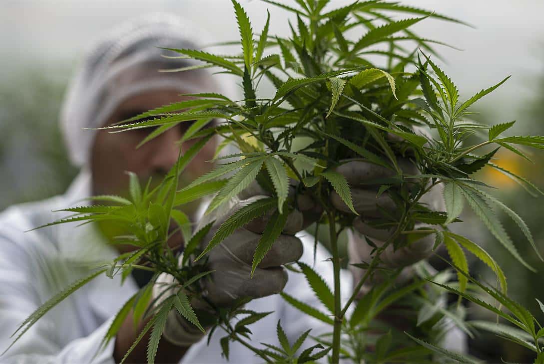 Biofábrica Misiones celebra la primera cosecha de Cannabis medicinal del 2024