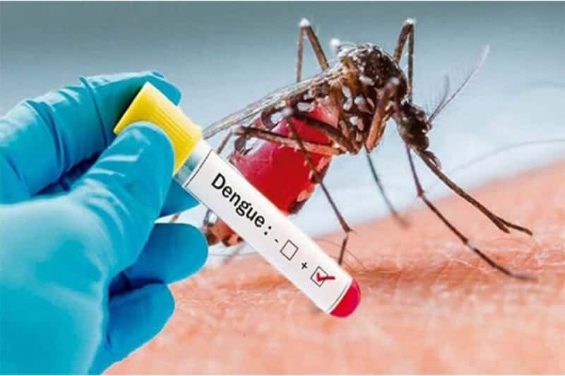 El brote de Dengue persiste en la Provincia