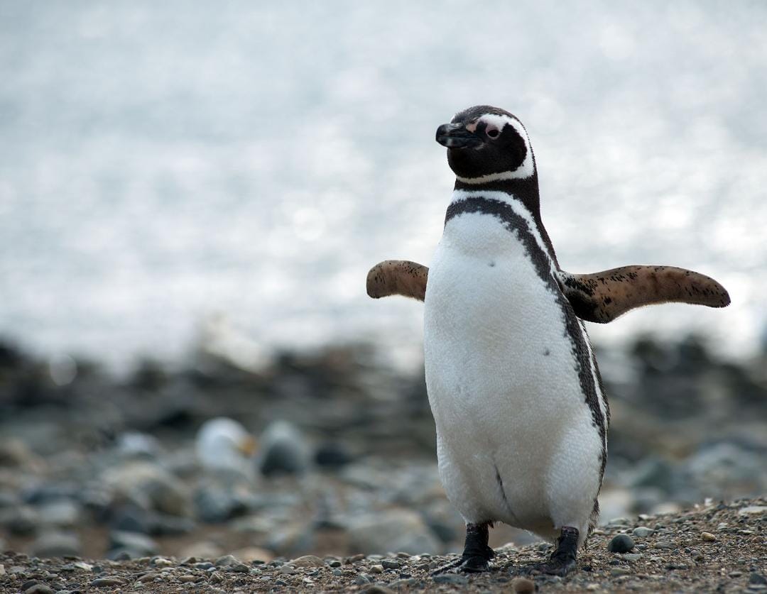 El IMiBio repudia la matanza de pingüinos de Magallanes en Punta Tombo