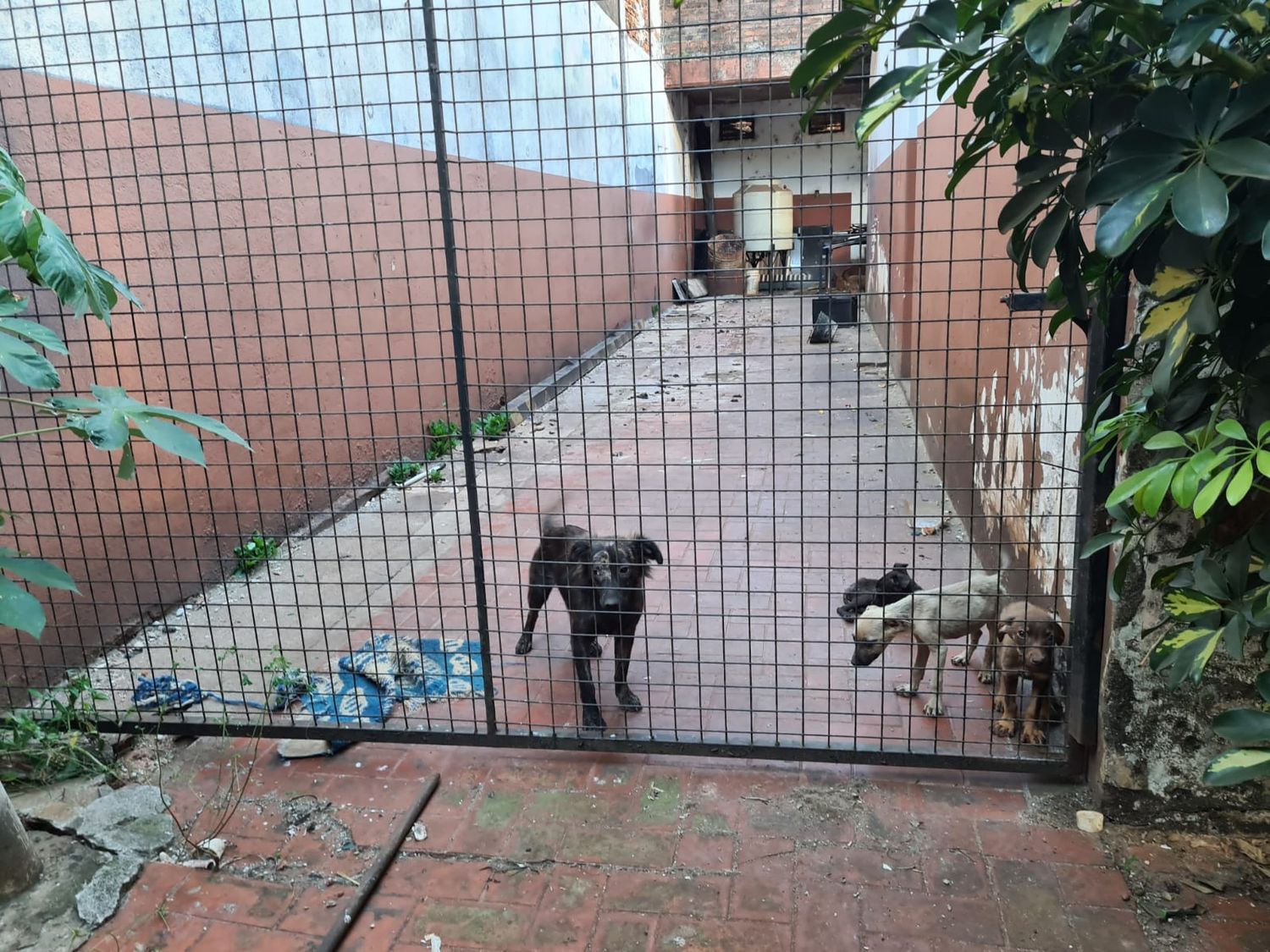 Maltrato animal en Posadas: allanaron una casa