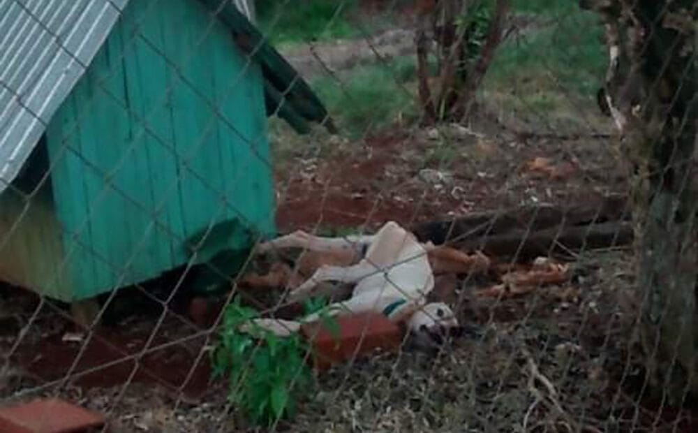Maltrato animal: rescataron a un perro al borde de la muerte