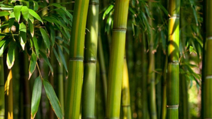 Anuncian que la provincia comenzará a exportar bambú