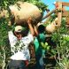 Contrabando de marihuana en Puerto Rico