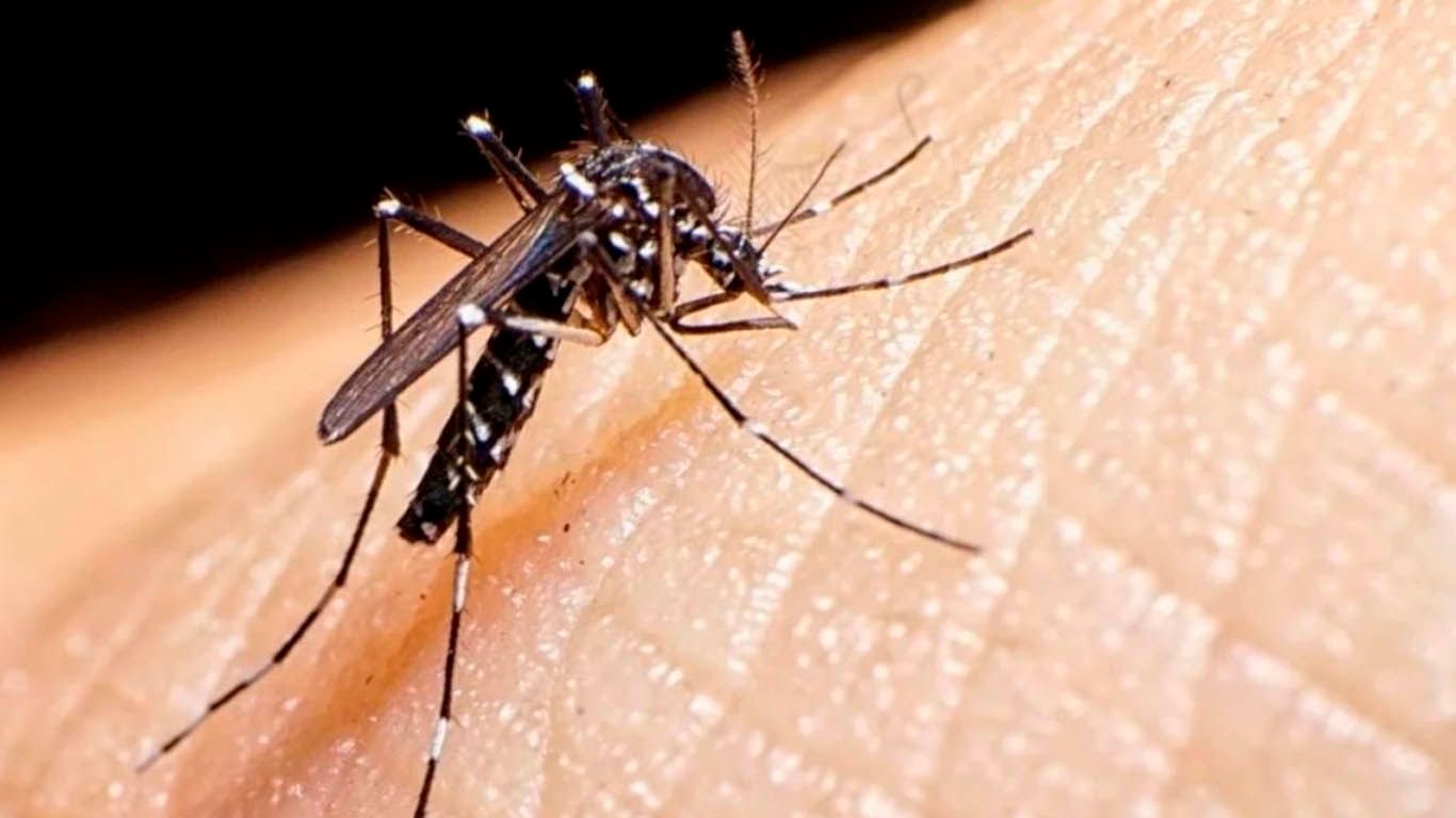 Misiones aún no reportó casos de dengue en el 2023
