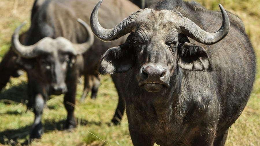 Misiones fomentará el desarrollo y la producción de búfalos