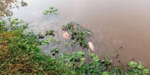 Eldorado: Peces muertos en Lago Ziegler