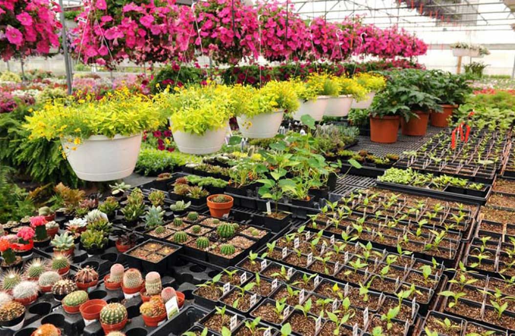 Misiones: crece el mercado de plantas ornamentales
