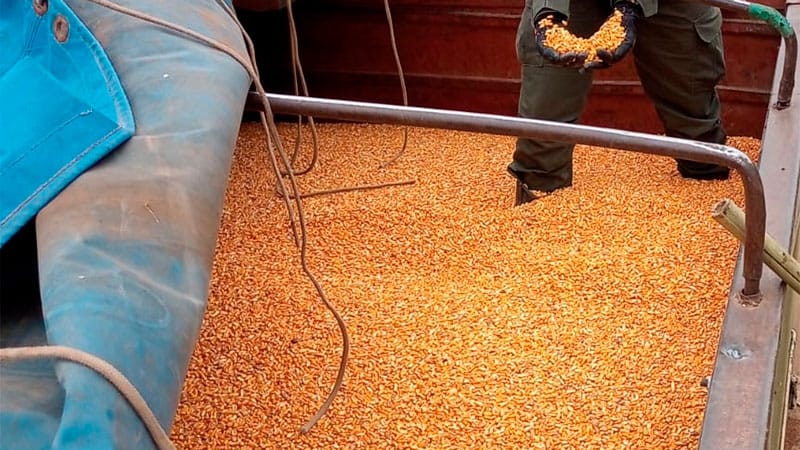 La AFIP decomisó 300 toneladas de granos
