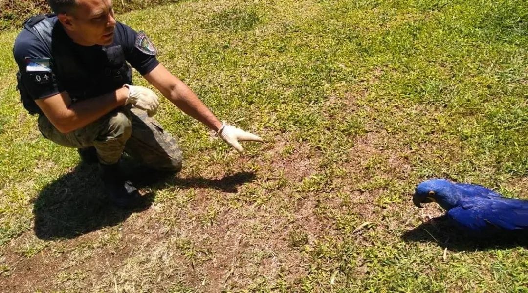 Policias rescataron a dos coatí en cautiverio y resguardaron un guacamayo azul, especie en peligro de extinción