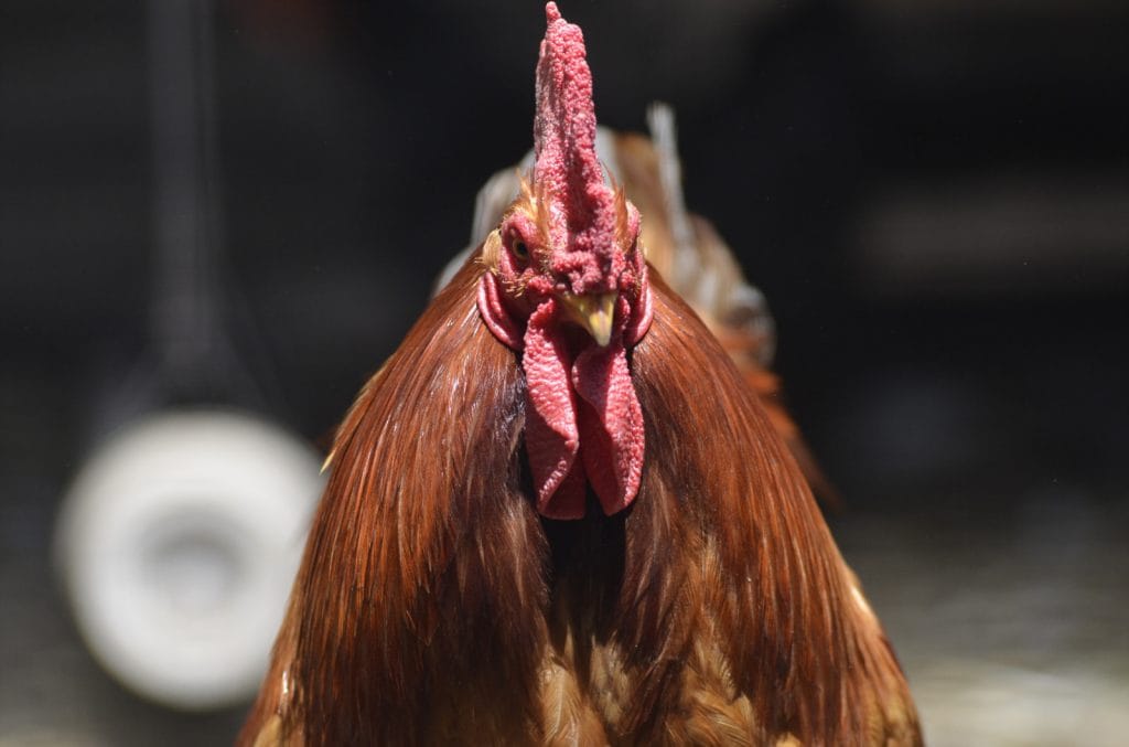Se establecieron medidas sanitarias para contener la influenza aviar