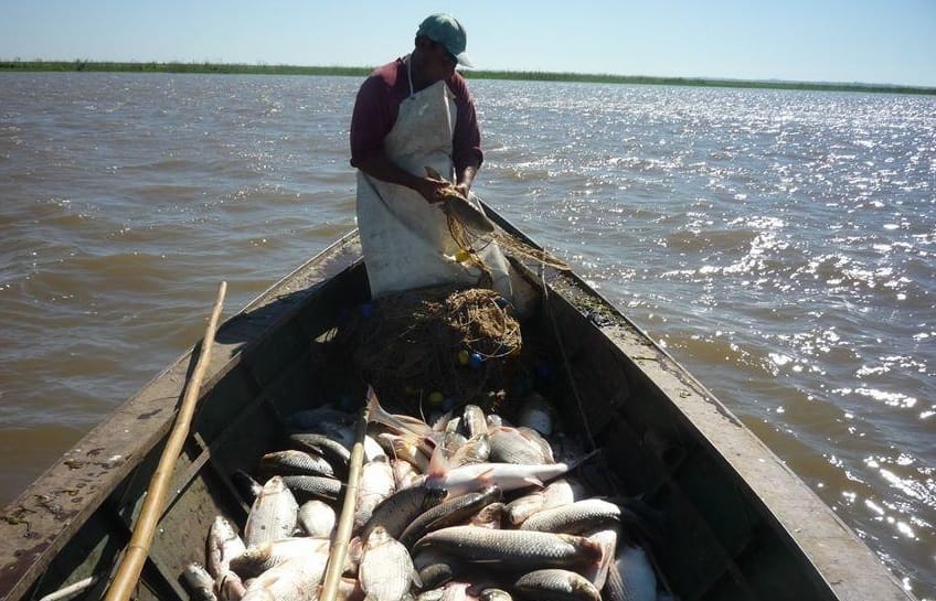 La cuenca del Paraná batió récord mundial de nivel de agroquímicos en los peces