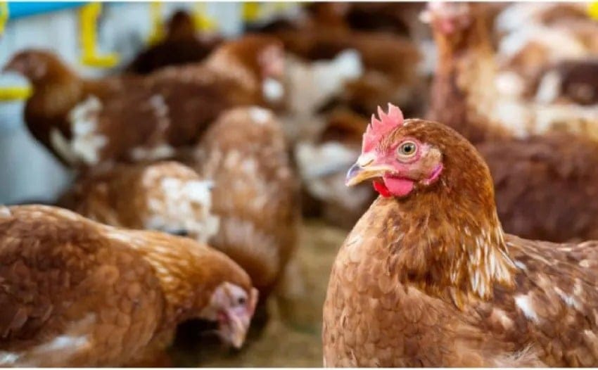 Influenza aviar: hay 40 casos en todo el país