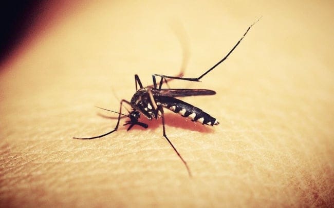 Chikungunya: hay 21 casos en Misiones y 13 están en estudio