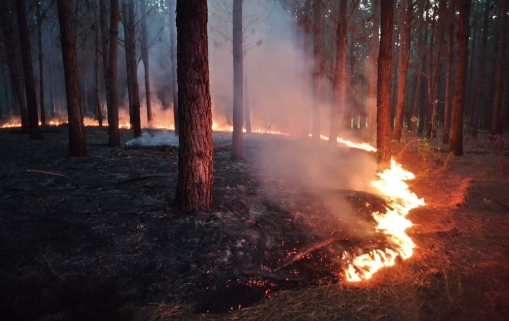 San Ignacio: incendio afectó hectáreas de pinos y malezas