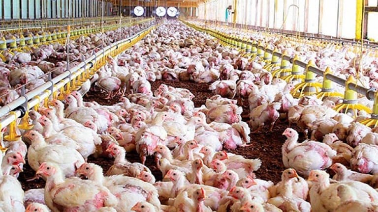 El precio del pollo aumentó un 40% debido a una baja en la producción