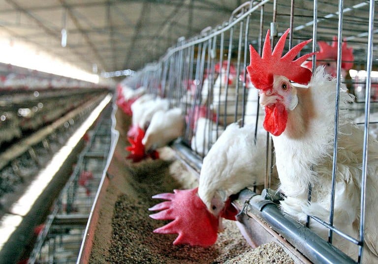 Este año el sector avícola producirá 1.000 millones de pollos