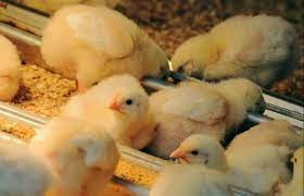 Contrabando de pollos supera la venta legal según estimaciones del SENASA