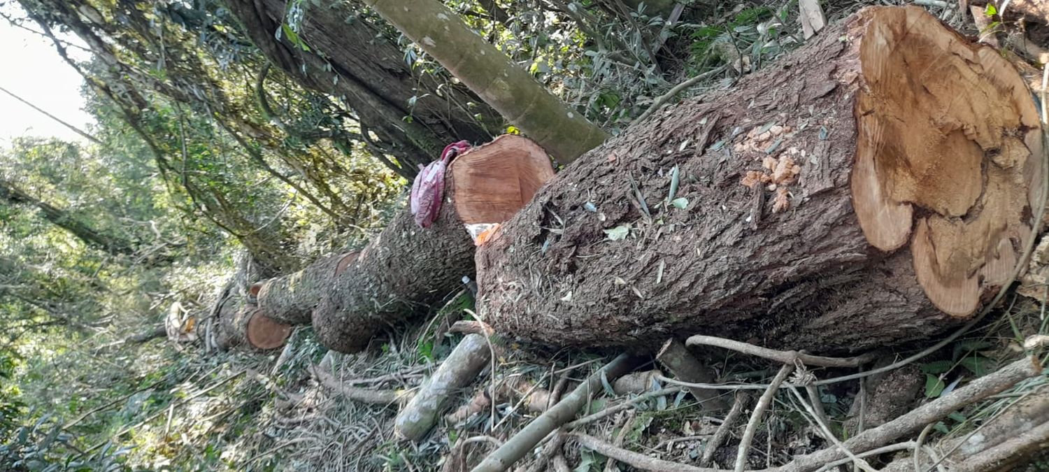 El Soberbio | Gendarmes detectan apeo ilegal de madera nativa