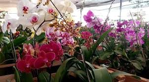 Montecarlo | Ya están disponibles las entradas anticipadas y precios de acceso para la Fiesta Nacional de la Orquídea y Provincial de la Flor 2023