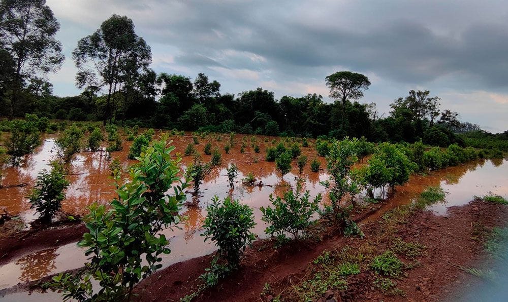 Misiones | Nuevo pedido de fondos de Emergencia Agropecuaria al Gobierno Nacional