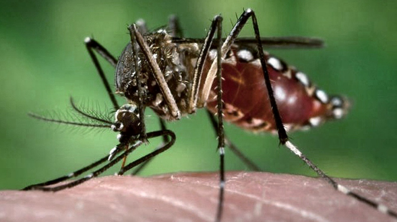 Dengue en Misiones: preocupación por la circulación del serotipo DEN-2